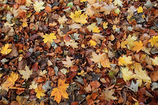 Spectacular Autumn Colours Are Seen After Mild Temperatures Over The Last Two Months
