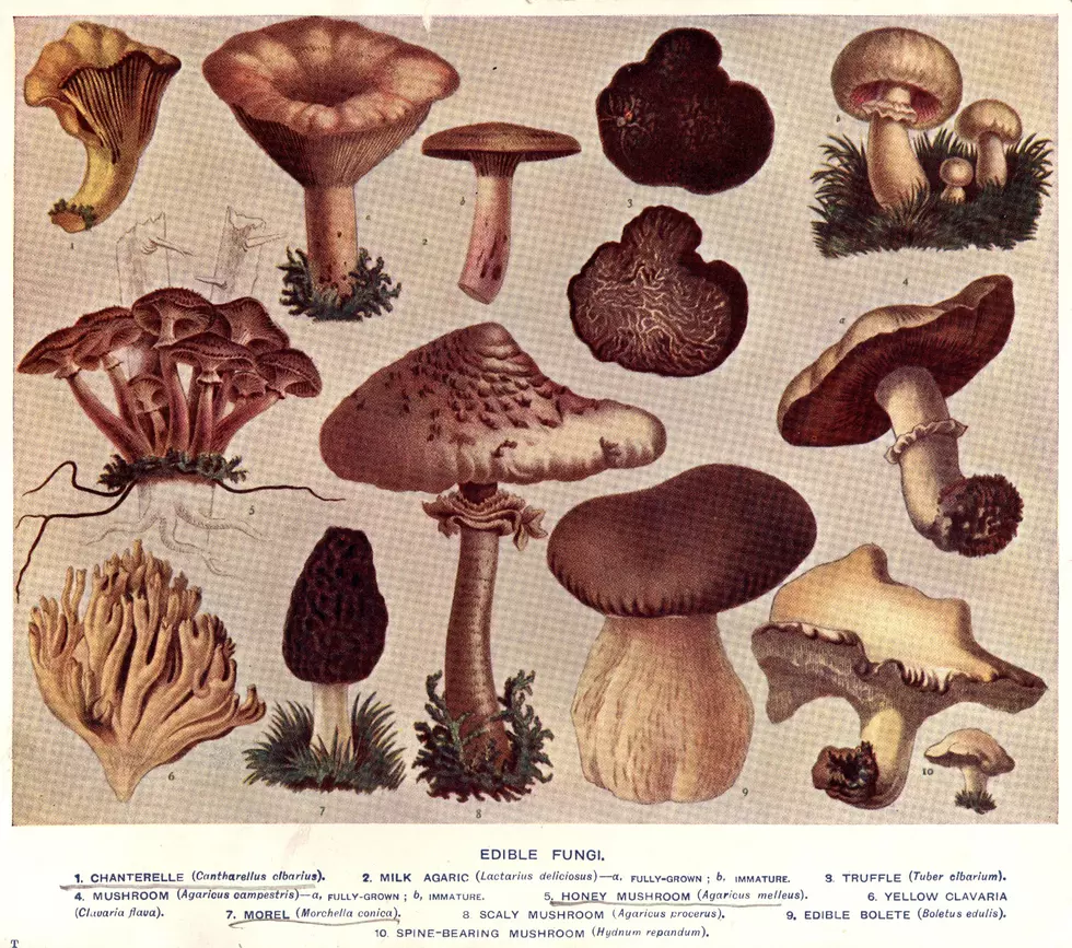 Thanks For The Mushrooms!