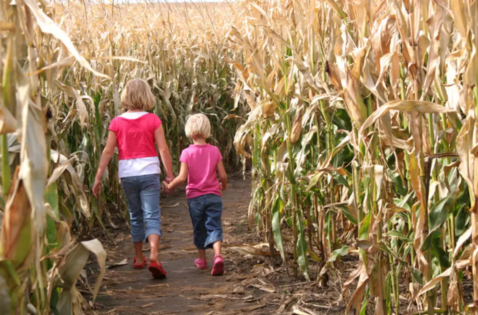 No Swinkey Corn Maze in 2014
