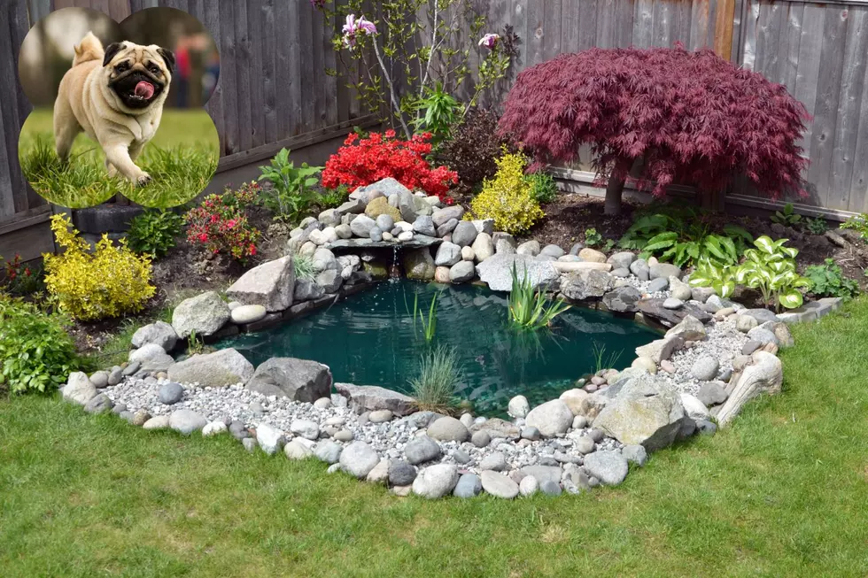 Can You Legally Bury Your Dead Pet in Your Backyard in Missouri?