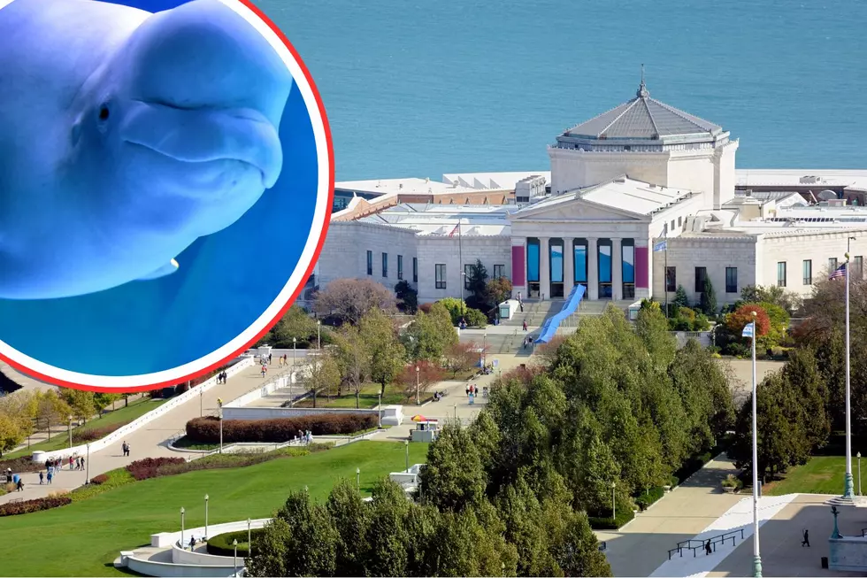 One of the Largest Aquariums in the Nation is Located in illinois
