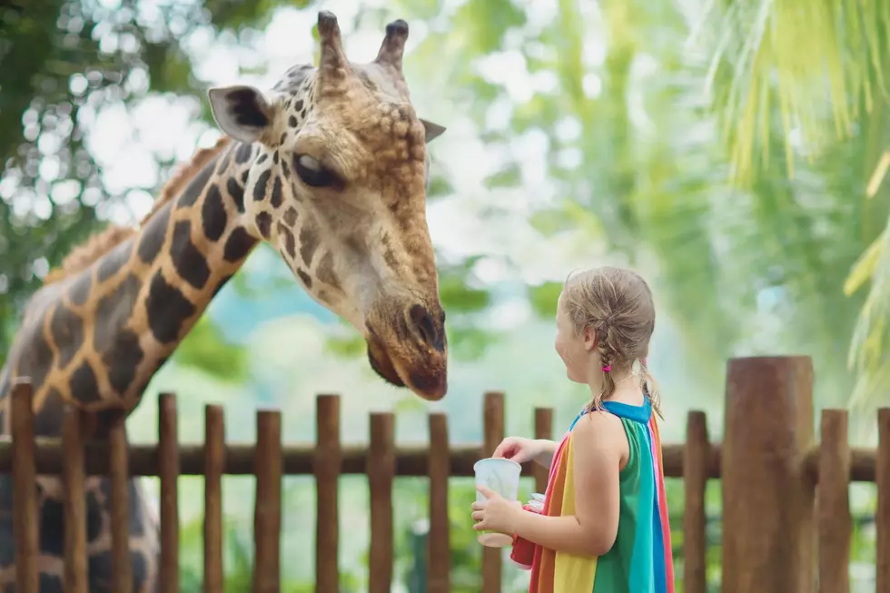 St. Louis Zoo Competing for Top Zoo in the Country