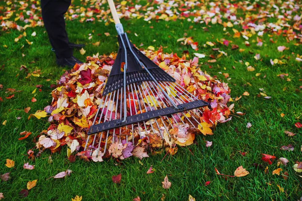 Yard Waste Pickup Returns March 16 — What Homeowners Need to Know