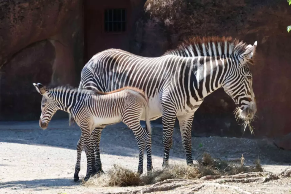 Saint Louis Zoo Welcomes Grevy’s Zebra Foal Prince