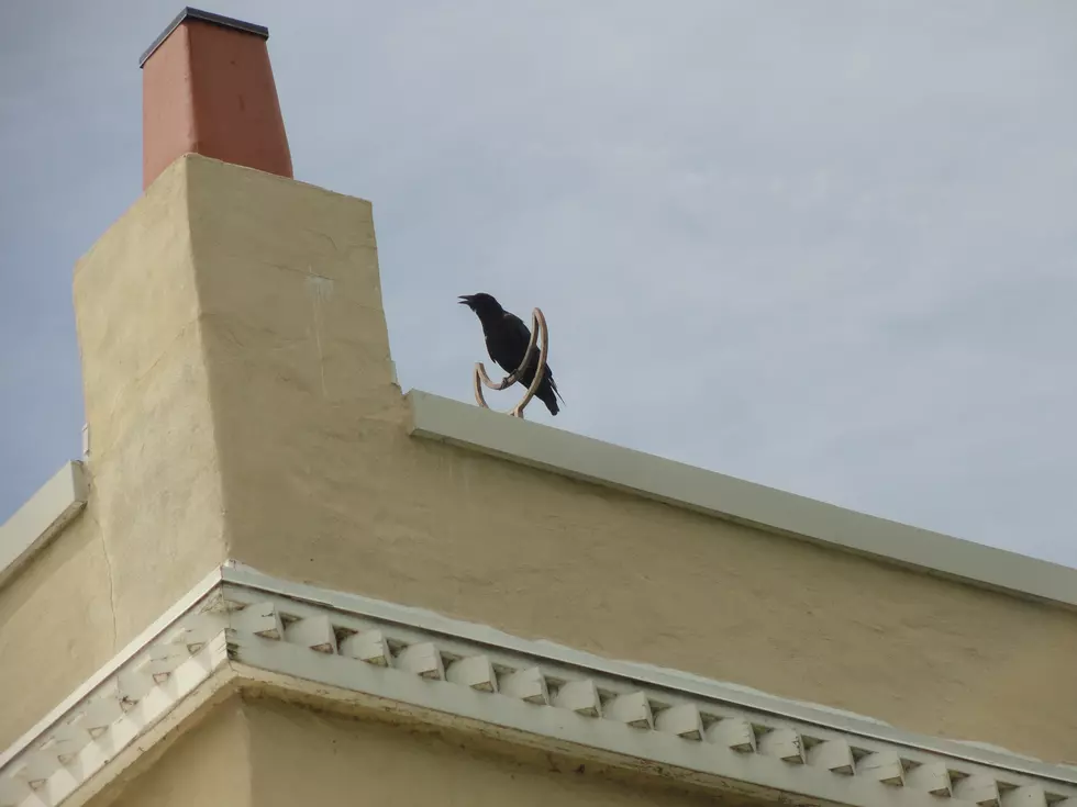 Villa Kathrine The Raven